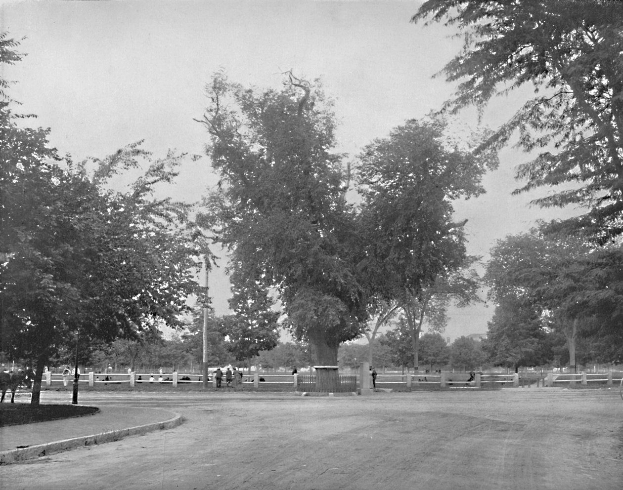 Washington Elm, Cambridge, Massachusetts, 1897. tekijältä Unbekannt