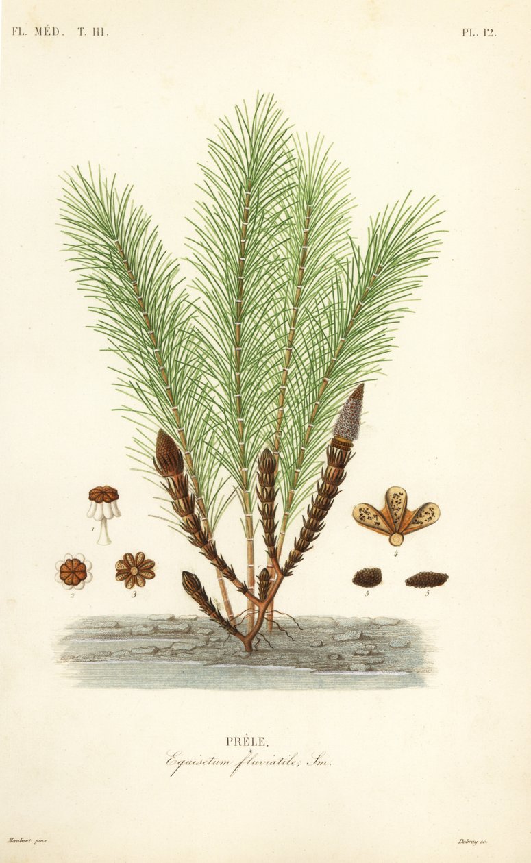 Vesikorte tai suokorte, Equisetum fluviatile, Prele tekijältä Unbekannt