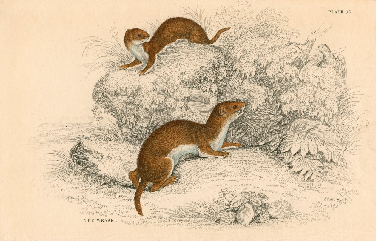Weasel Putorius nivalisMustela vulgaris, Euroopan pienin lihansyöjä, 1828 tekijältä Unbekannt