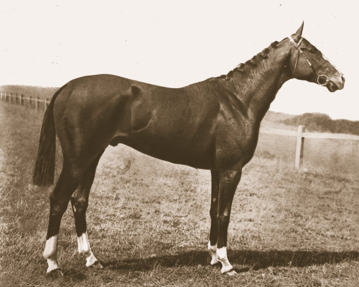 Tuulikukko, 1911. tekijältä Unbekannt