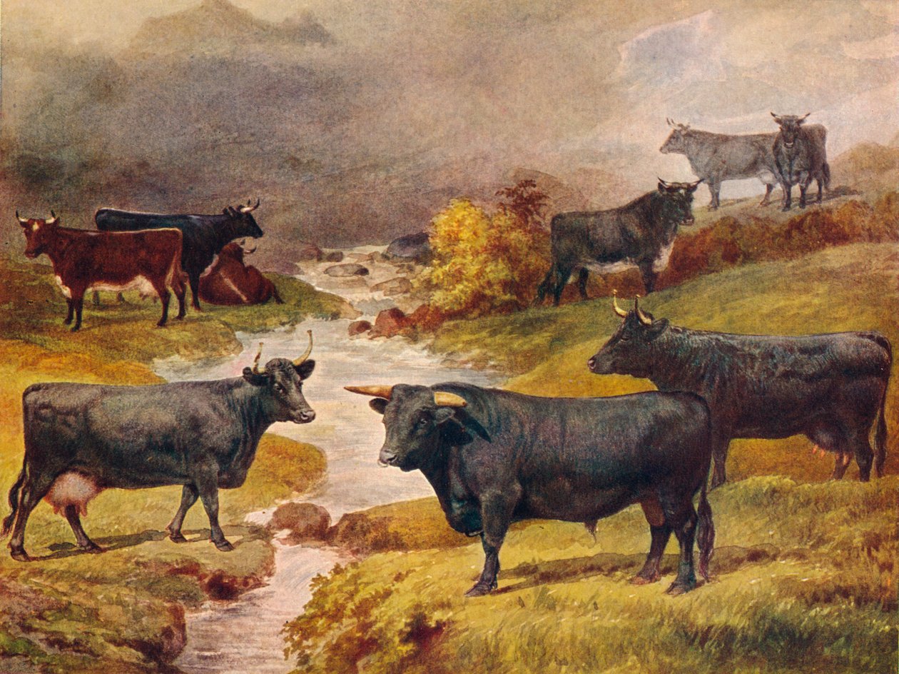 Walesin musta karja, c1906 c1910 tekijältä Unbekannt