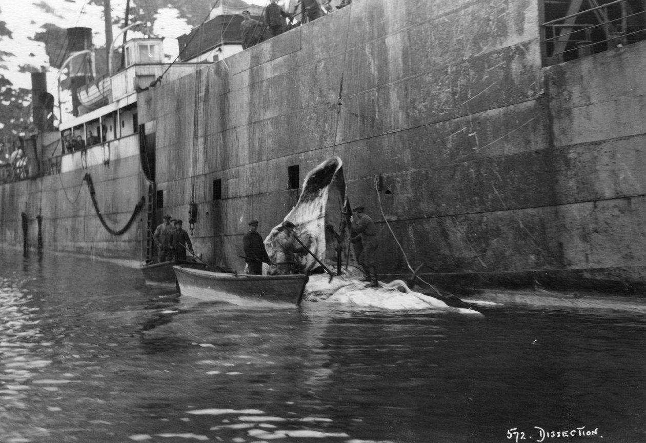 Valaanpyynti, Magdalene Bay, Huippuvuoret, Norja, 1929 tekijältä Unbekannt