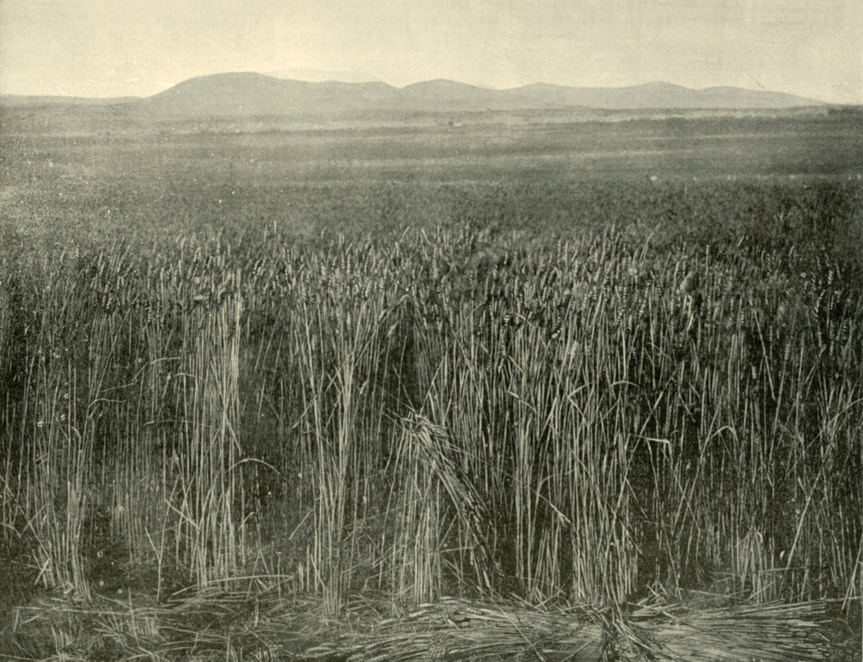 Wheat Field, Canning Downs, Queensland, 1901. tekijältä Unbekannt