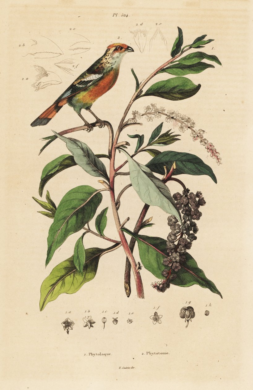 Valkokärkinen kasvinleikkuri, Phytotoma rutile Phytolacca americana, amerikkalainen pokeweed tekijältä Unbekannt