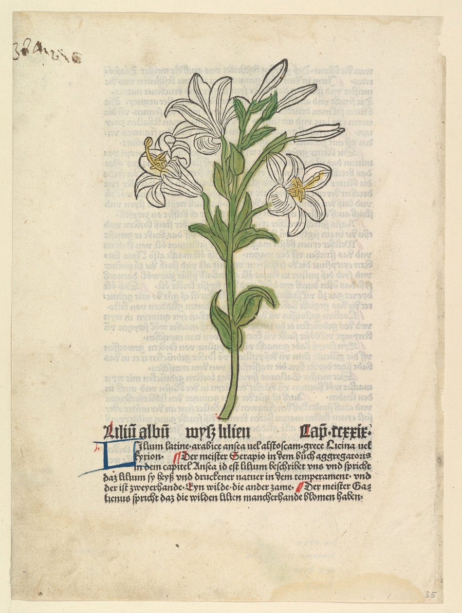 Valkoinen lilja, kuva Gart der Gesundheit Sch.4332:sta, 28. maaliskuuta 1485. tekijältä Unbekannt