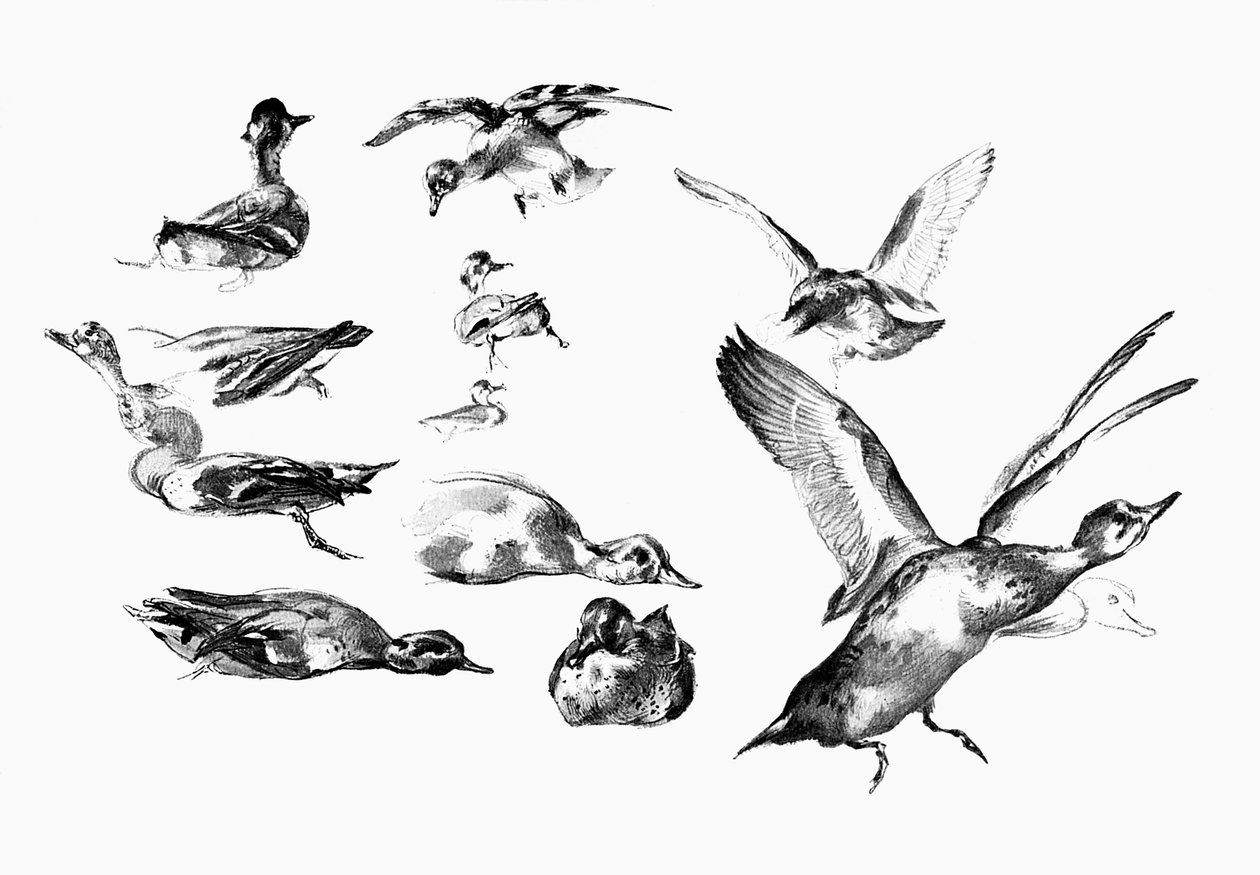 Wild Ducks, 1901 tekijältä Unbekannt