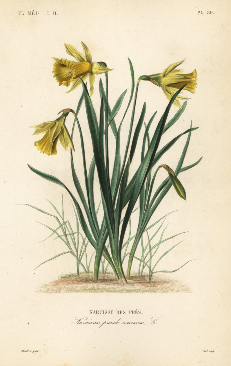 Villi narsissi tai paaston lilja, Narcissus pseudonarcissus, Narcissus pseudo-narcissus, Narcisse des pres tekijältä Unbekannt