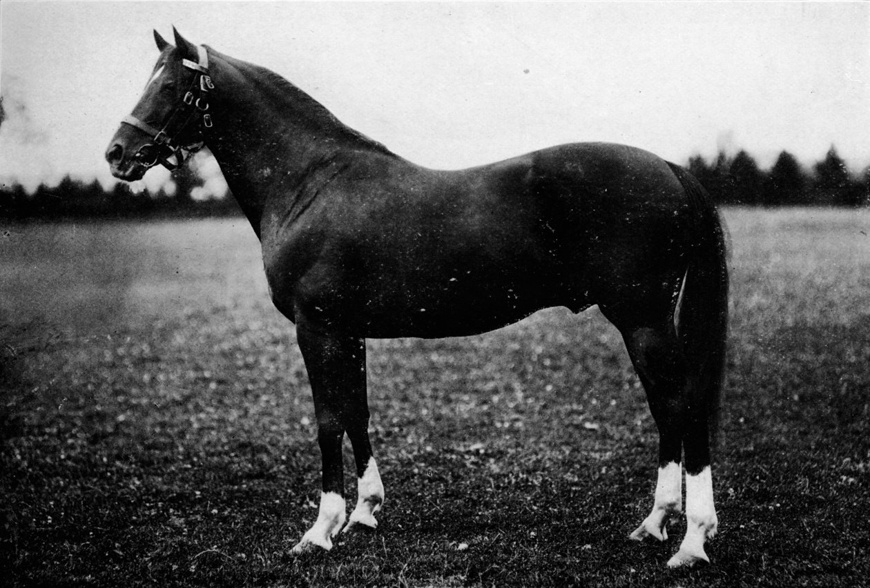Wildfowler, 1800-luku, 1911 tekijältä Unbekannt