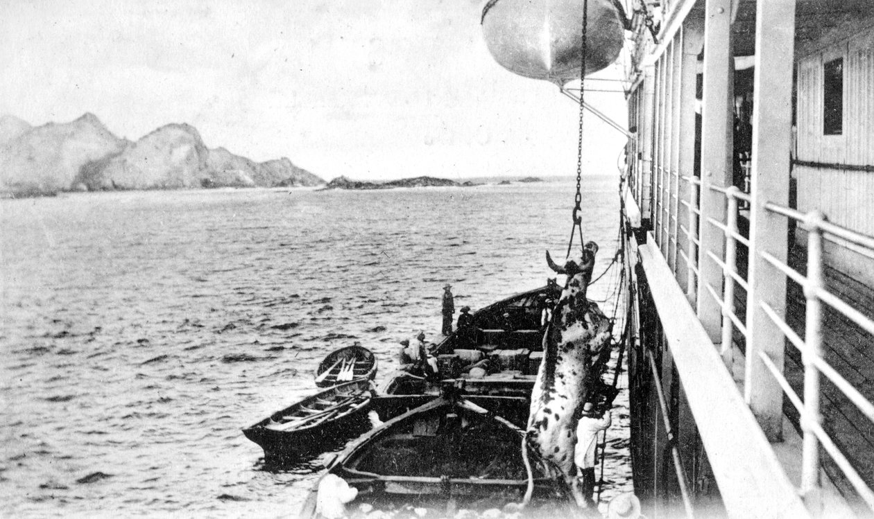 Lehmän vinsaaminen veneeseen Chilen rannikolla, 1900-luku tekijältä Unbekannt
