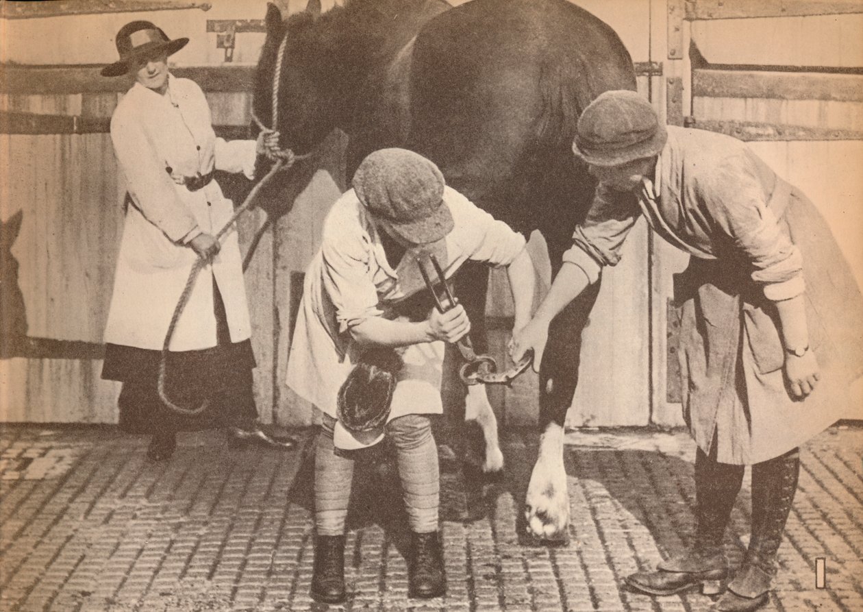 Naiset parranajoina suuren kuljetuskontaktoriyrityksen hevossairaalassa, c1916, 1935 tekijältä Unbekannt