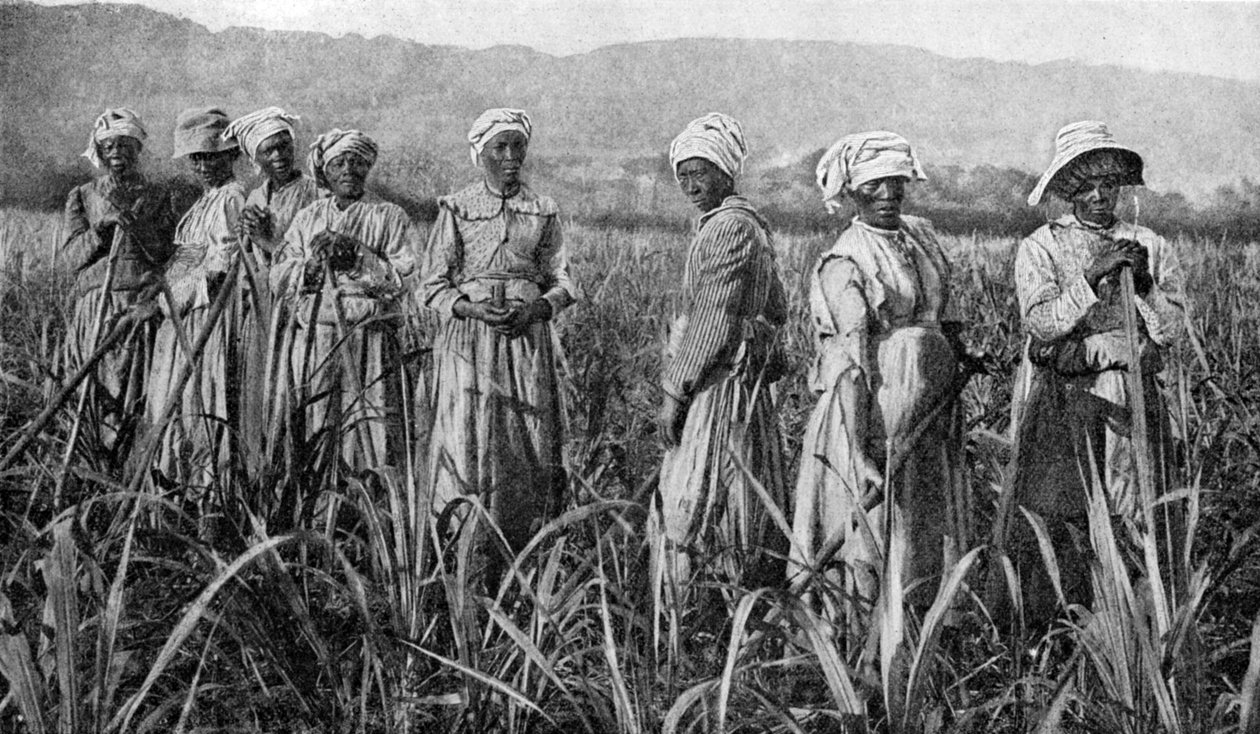 Naiset hoitavat nuoria sokeriruokoa Jamaikalla, 1922 tekijältä Unbekannt