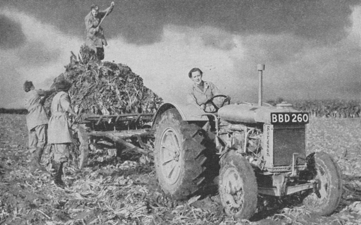 Naisten maa-armeija nostamassa satoa, toinen maailmansota, 1940 tekijältä Unbekannt