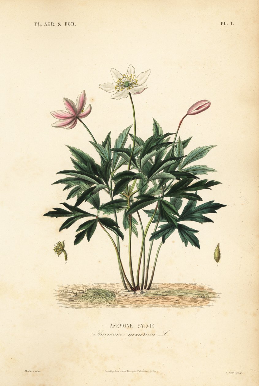 Puuvuokko tai tuulenkukka, Anemone nemorosa, Anemone sylvie tekijältä Unbekannt