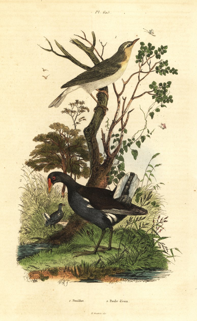 Metsikota, Phylloscopus sibilatrix ja nummi, Gallinula chloropus tekijältä Unbekannt
