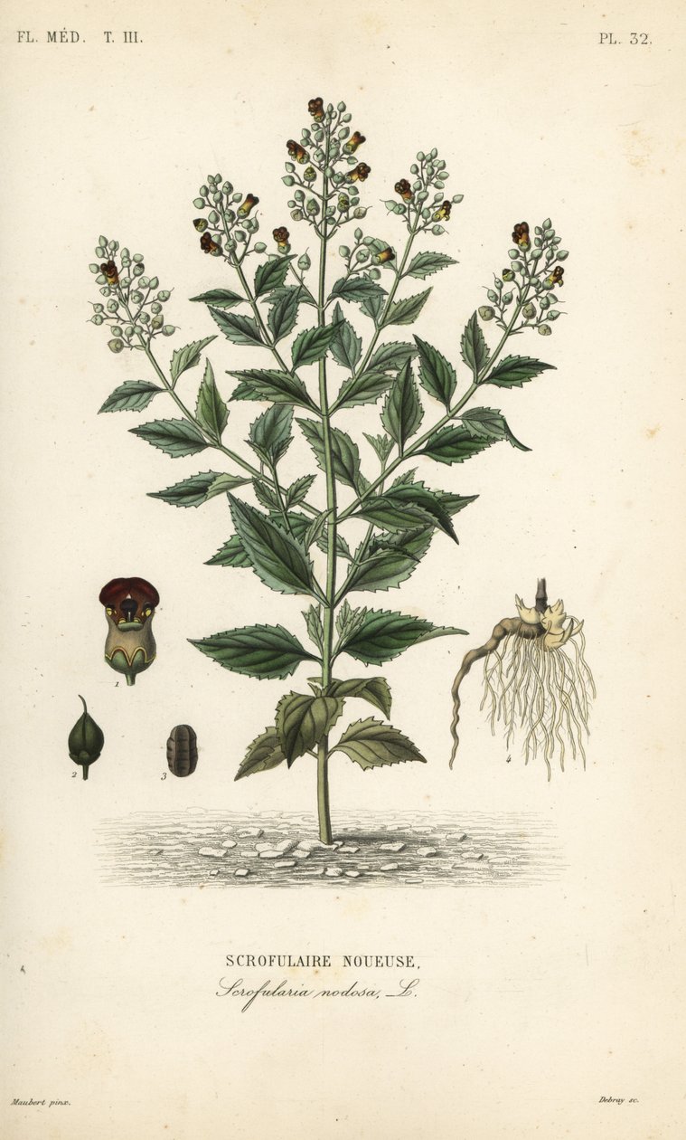 Metsäviikunajuuri, Scrophularia nodosa, Scrofulaire noueuse tekijältä Unbekannt