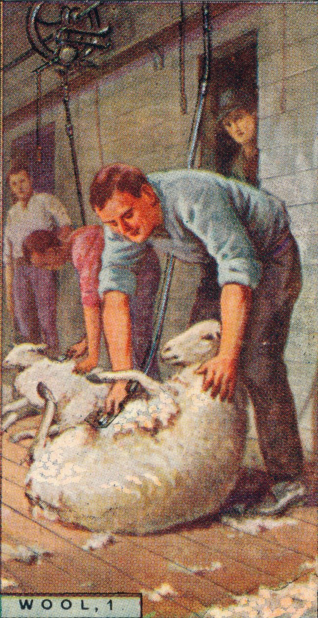 Villa, 1. - Shearing Sheep by Machinery, Australia, 1928 tekijältä Unbekannt