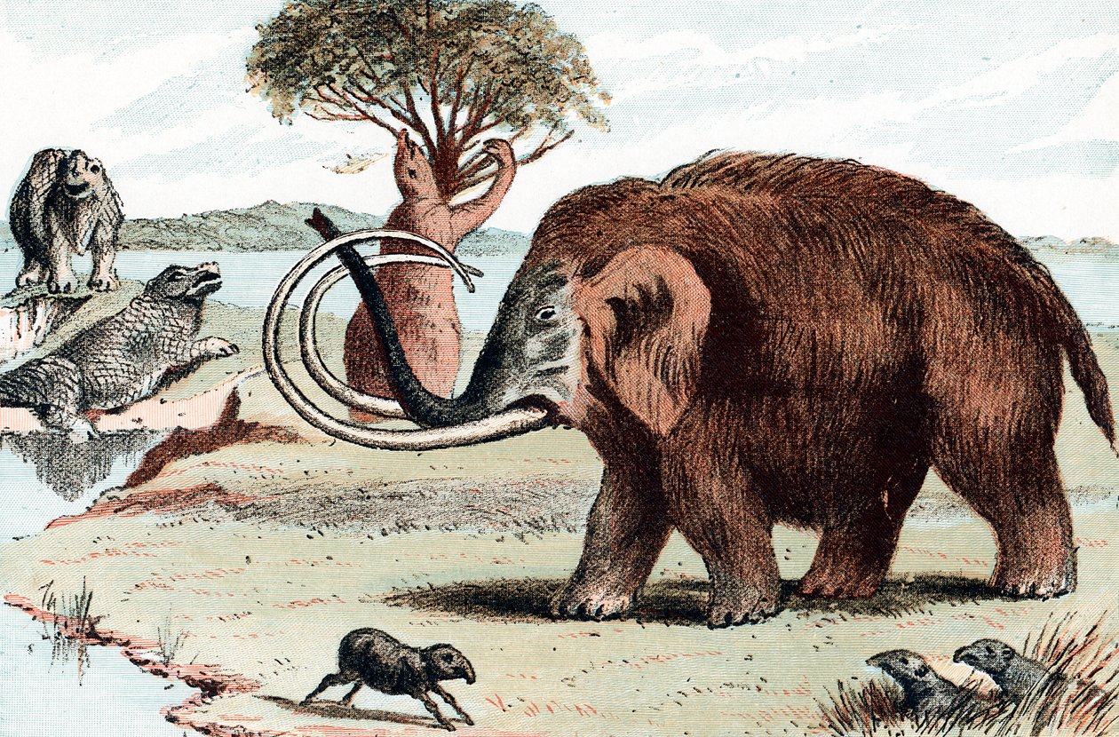 Villamammutti Mammuthus, 1892 tekijältä Unbekannt