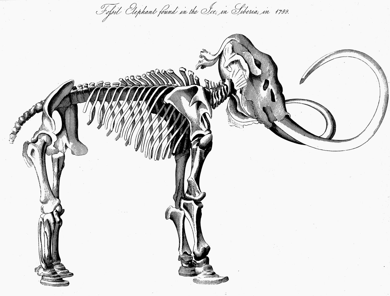 Villamammutti Mammuthus-luuranko, 1830 tekijältä Unbekannt