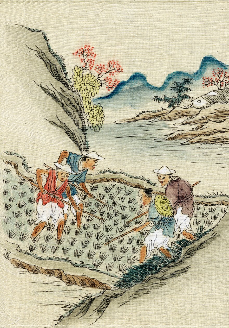 Työntekijät, jotka viljelevät riisiä riisipellolla, 1800-luku tekijältä Unbekannt