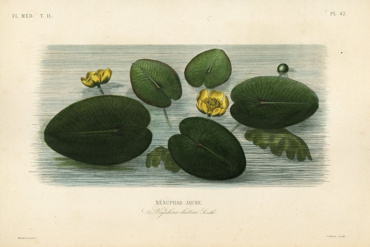 Keltainen lumpeen, Nuphar lutea, Nenuphar lutea, Nenuphar jaune tekijältä Unbekannt