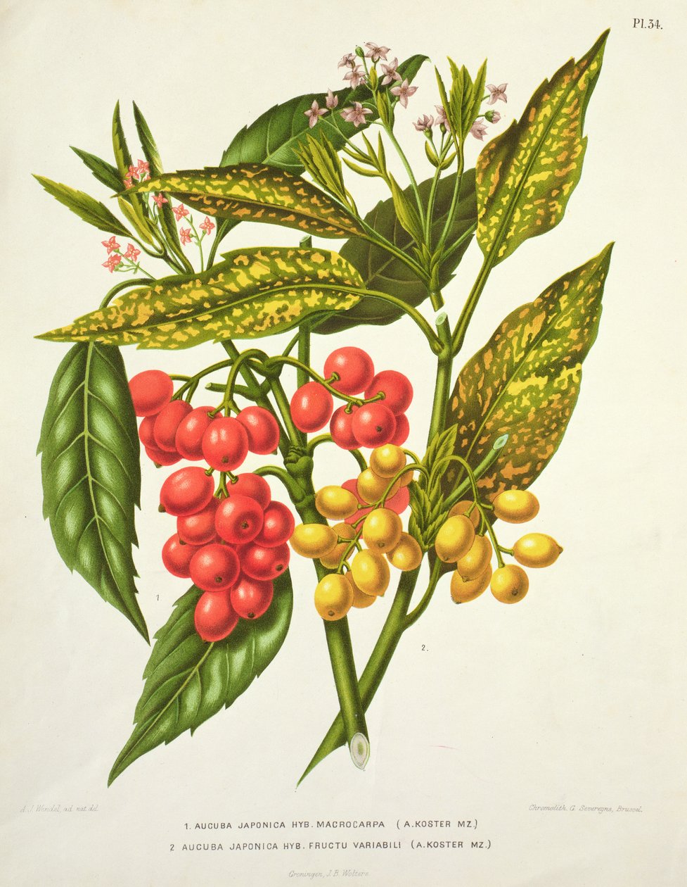 Aucuba japonica hybrid macrocarpa ja Fructu variabili, kirjoittanut A. Koster (1800-luku) (painettu) tekijältä Unbekannt Unbekannt