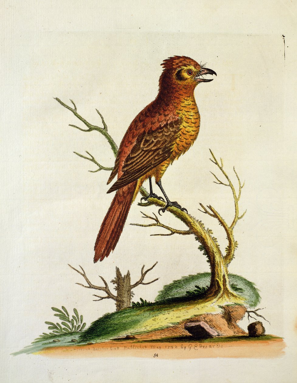 Indian Great Crested Bulcher Bird, pubi. toukokuu 1742, kirjoittanut G.E. Inard tekijältä Unbekannt Unbekannt