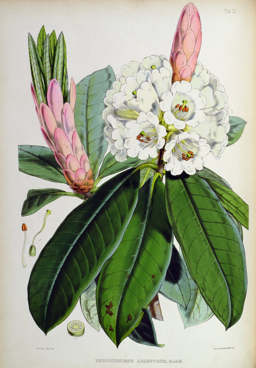 Rhododendron: Argenteum, teoksesta "The Rhododendrons of Sikkim-Himalaya", kirjoittanut J.D. Hooker, 1849-51 tekijältä Unbekannt Unbekannt