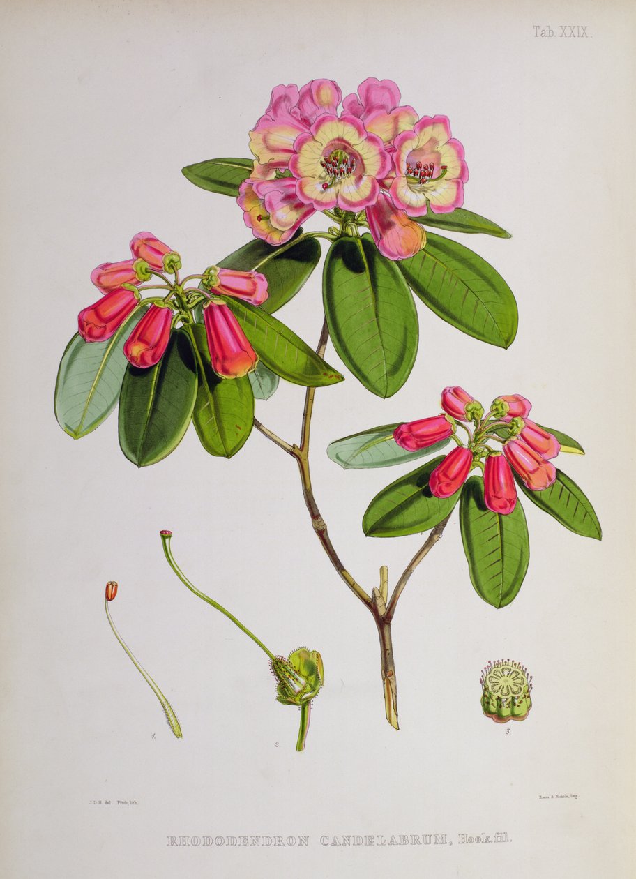 Rhododendron: Candelabrum, J.D. Hookerin teoksesta The Rhododendrons of Sikkim-Himalaya, 1849-51 tekijältä Unbekannt Unbekannt