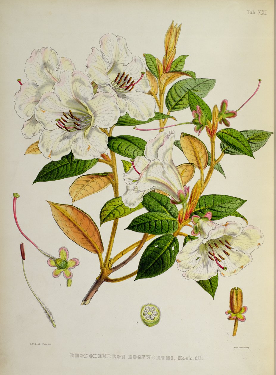 Rhododendron: Edgeworthi J.D. Hookerin teoksesta The Rhododendrons of Sikkim-Himalaya 1849-51 tekijältä Unbekannt Unbekannt