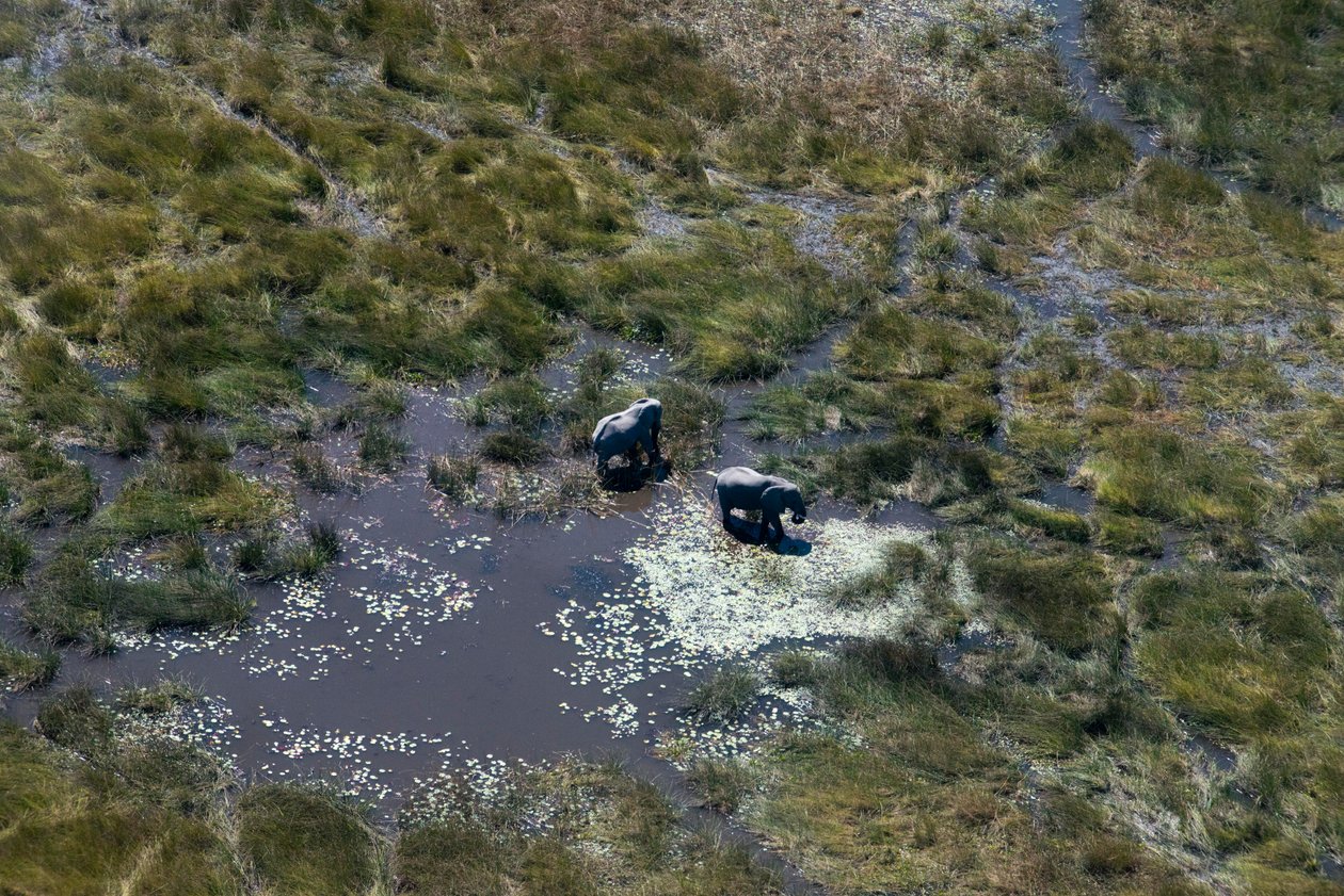Ilmanäkymät Savute Elephant Campista, Choben kansallispuistosta ja Eagle Island Campista Moremi Game Reserven ulkopuolella, Botswanassa tekijältä Unbekannt Unbekannt