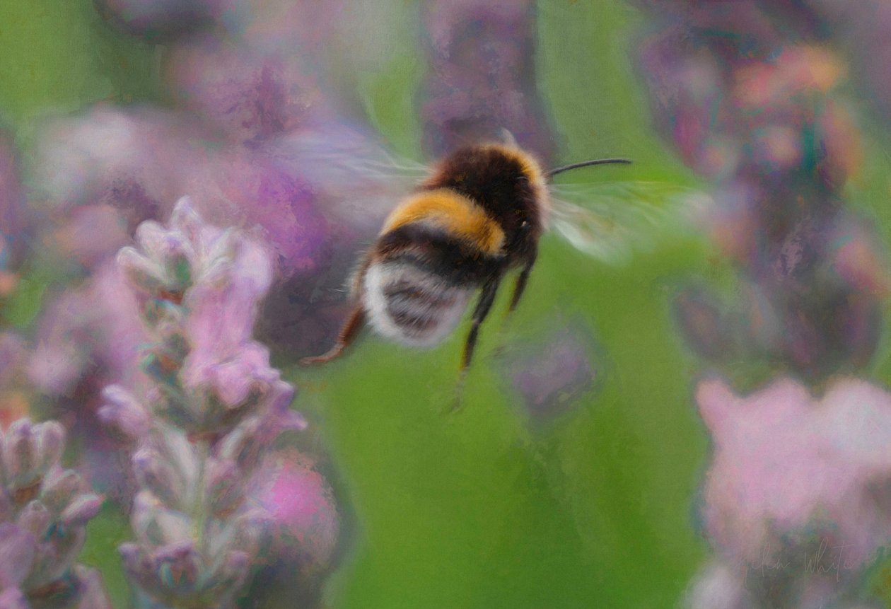 Bee in Lavender, 2018, tekijältä Unbekannt Unbekannt