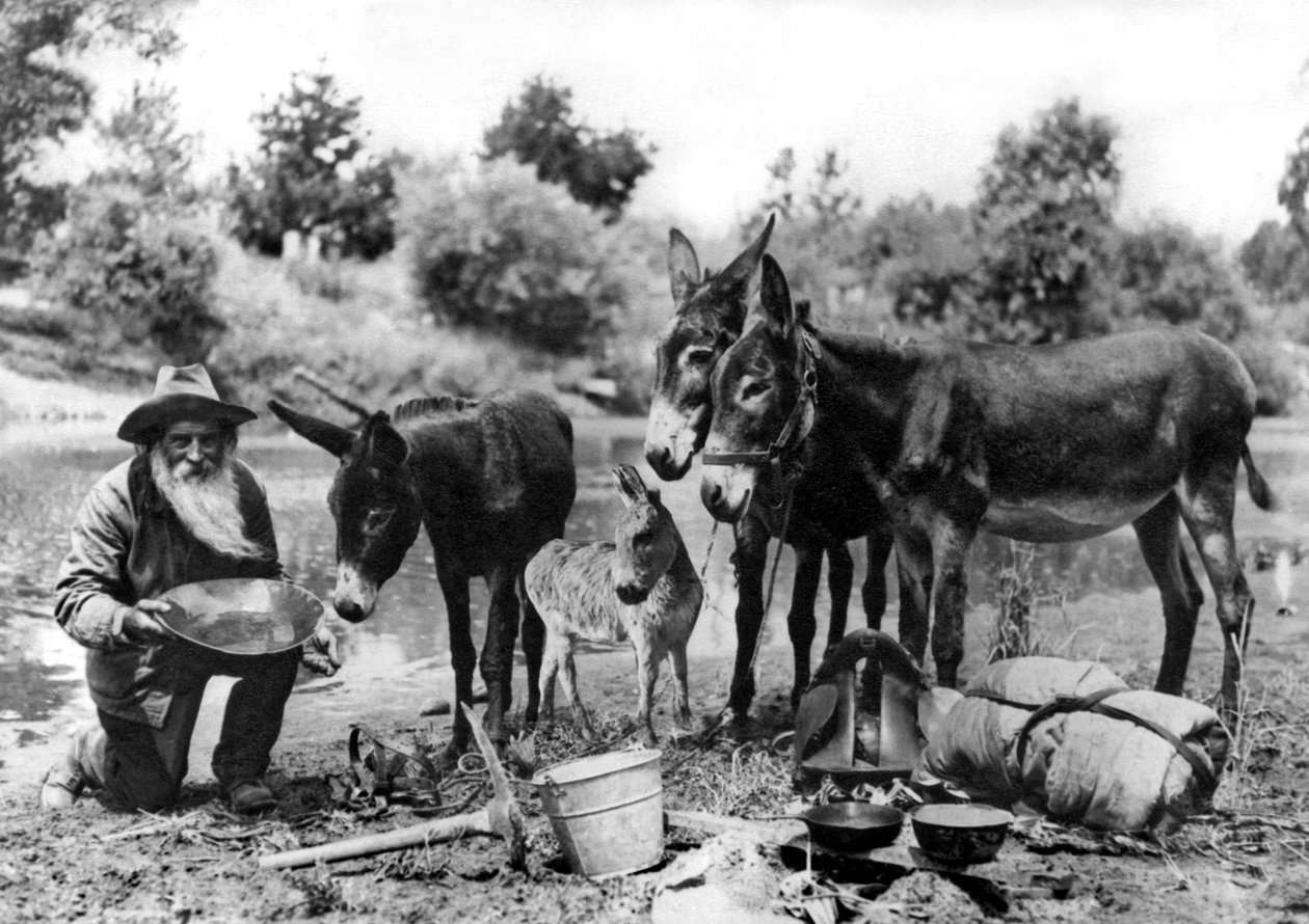 Kalifornian kultakaivosmies tekijältä Unbekannt Unbekannt