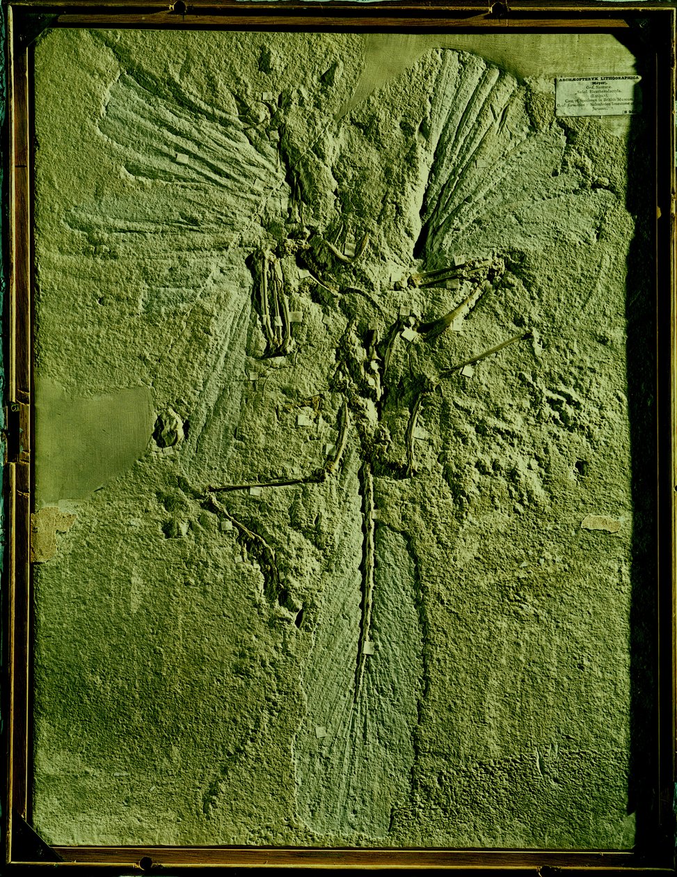 Archeopteryx lithographican valettu tekijältä Unbekannt Unbekannt