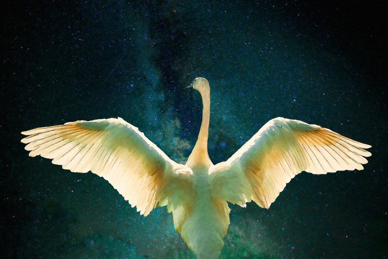 Cygnus, 2017, tekijältä Unbekannt Unbekannt