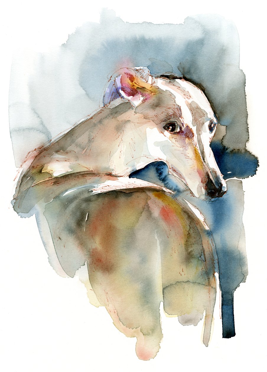 Greyhound Hope, 2016, tekijältä Unbekannt Unbekannt