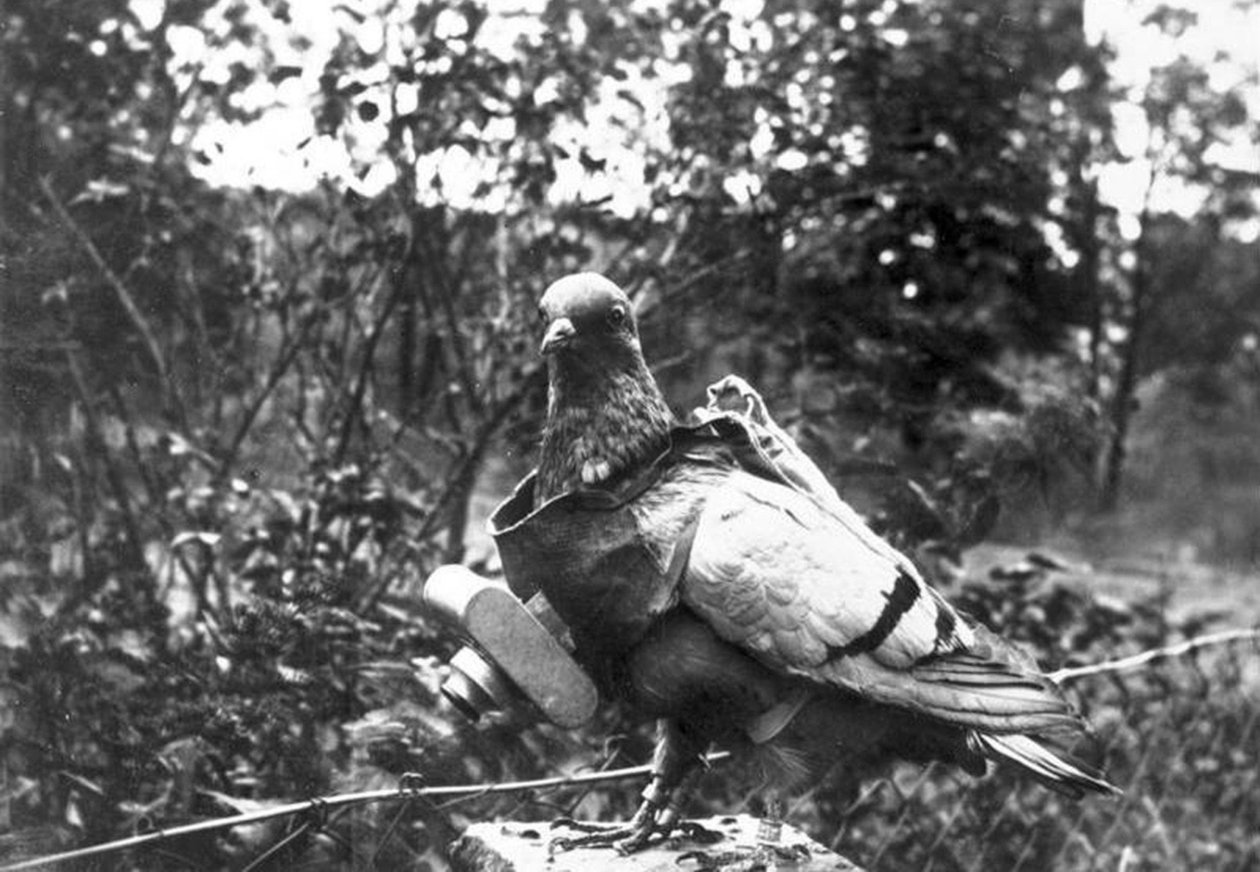Pigeon Valokuvaaja tekijältä Unbekannt Unbekannt