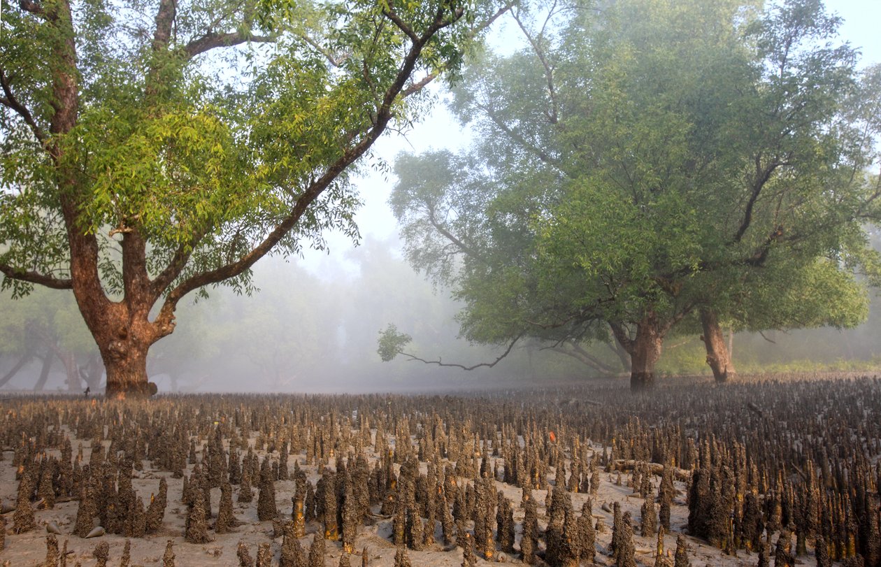 Sundarbans tekijältä Unbekannt Unbekannt