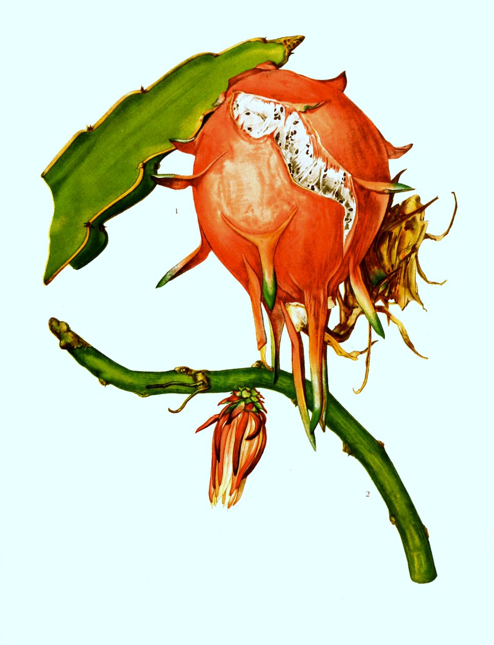 1. 2. Wilmattea minutiflora, kaktus, kaktus (Hylocereus undatus). tekijältä Unbekannter Künstler