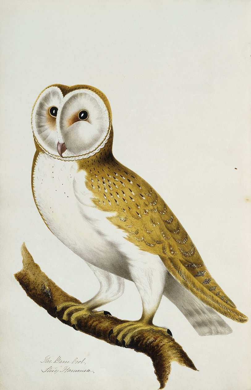 Pöllö, osa lintujen ja niiden munien vesivärien albumia, c. 1800 tekijältä Unbekannt