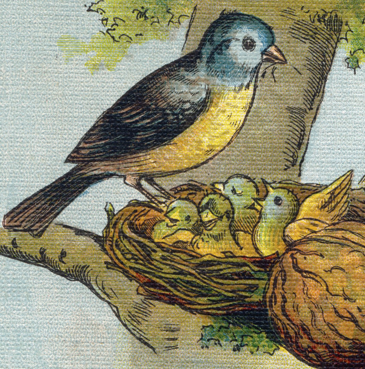 Lintu ruokkii poikasiaan pesässä. Kaiverrus "Alphabet de ma petite fille". Bernardin-Bechet ja Fils, kirjakauppias-kustantajat, Pariisi, noin 1895. Rikkoutumaton albumi kankaalle. Bibliotheque des babes. 12 sivua. Albumi, joka sisältää lukumenetelmän ja ku tekijältä Unbekannt