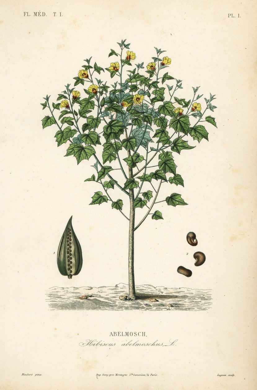 Abelmusk, sateenvarjo tai yksivuotinen hibiscus, Abelmoschus moschatus, Hibiscus abelmoschus, Abelmosch tekijältä Unbekannt