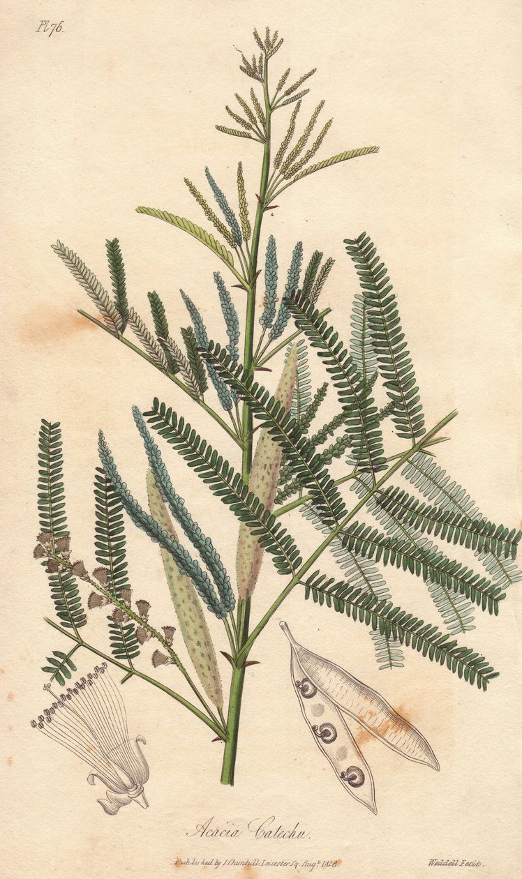 Acacia a cachou tai cachoutier (Acacia catechu) - William Clarken vesi kuvittaa John Stephensonin ja James Morss Churchillin kirjoittamaa "Medical Botanical, Description of the Medicinal Plants of London, Edinburgh and Dublin" -teosta, jonka on julkaissut  tekijältä Unbekannter Künstler