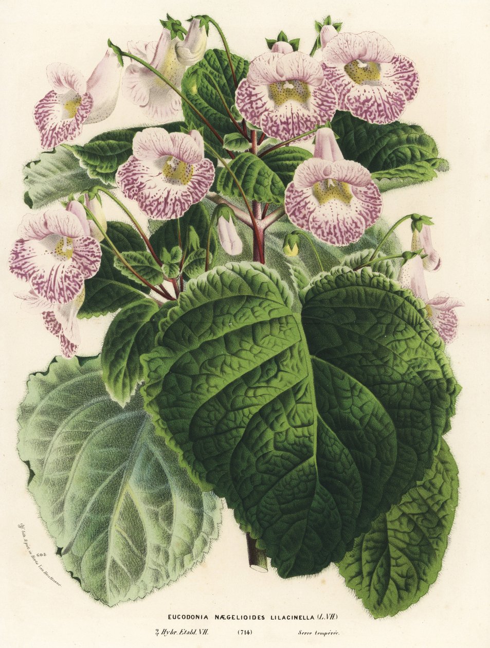 Achimenantha x naegelioides, syreenilajike (Eucodonia naegelioides lilacinella). Käsin väritetty litografia Louis van Houtten ja Charles Lemairen teoksesta Flowers of the Gardens and Hothouses of Europe, Flore des Serres et des Jardins de l