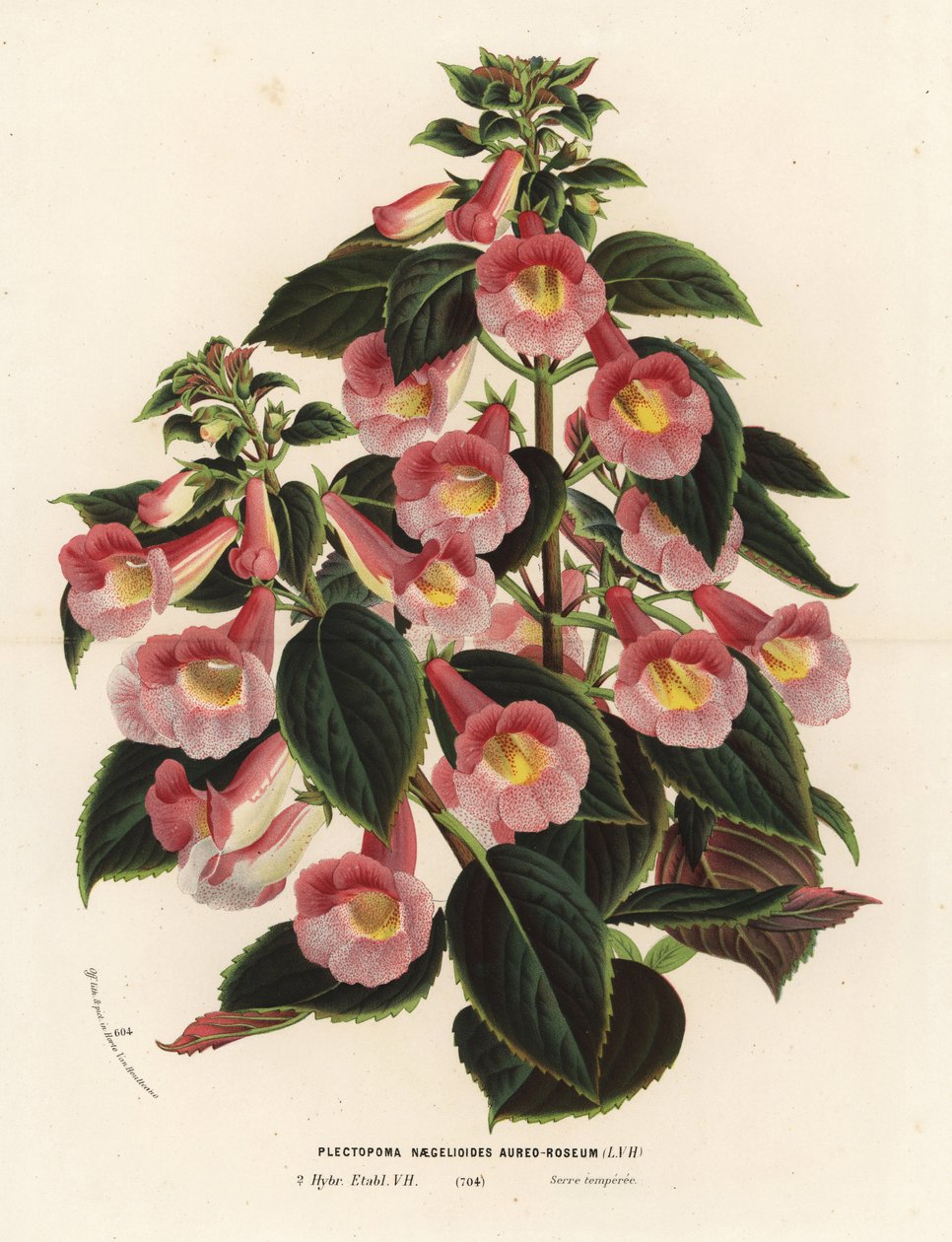 Achimenantha x naegelioides, vaaleanpunainen ja kultainen lajike. Plectopoma naegelioides aureo-roseum. Käsin väritetty litografia Louis van Houtten ja Charles Lemairen teoksesta Flowers of the Gardens and Hothouses of Europe, Flore des Serres et des Jardi tekijältä Unbekannter Künstler
