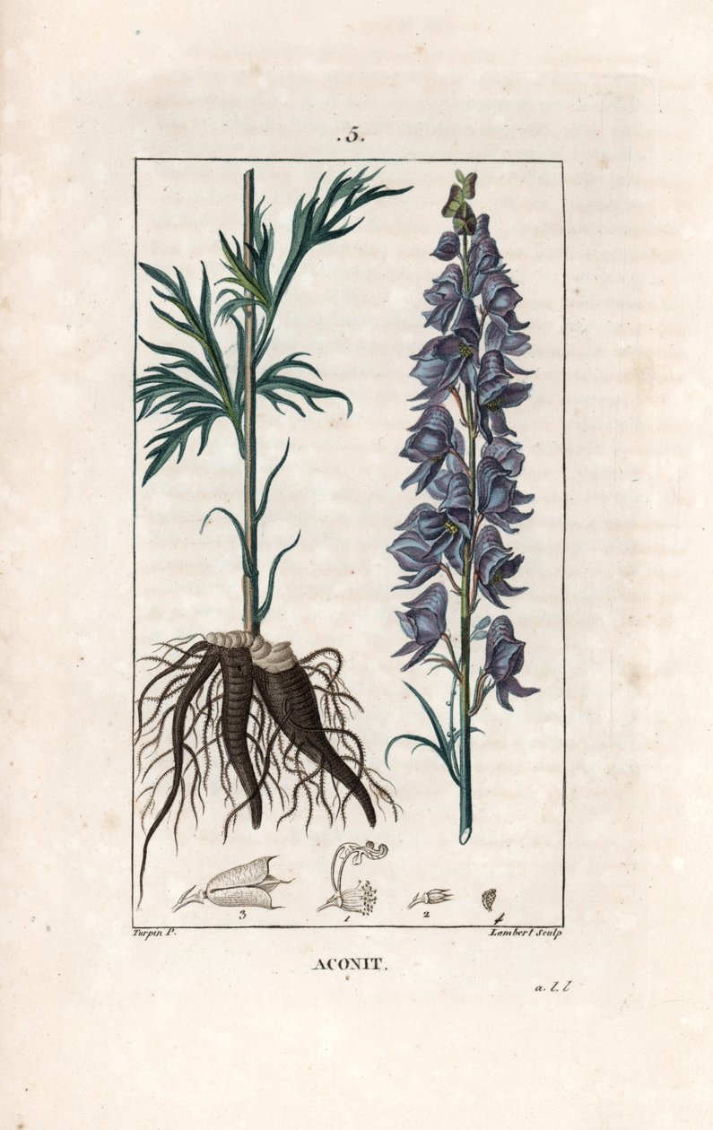 Aconit - Lambertin kaiverrus Pierre Jean Francois Turpinin (1775-1840) piirroksen mukaan, teoksesta La flore medicale, de Chaumeton, Poiret et Chamberet, Pariisi 1830 - Munkkiniemi, Aconitum napellus, jossa on kukkia, lehtiä ja juuria - Lambertin kaiverrus tekijältä Unbekannter Künstler