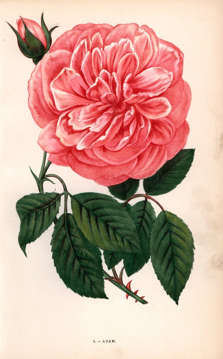 Aatamin ruusu, teeruusun lajike, jonka herra Adam Reimsistä kasvatti vuonna 1838. F. Grobon on piirtänyt ja litografoinut kromolitografian Hippolyte Jamainin ja Eugene Forneyn teoksesta "Les Roses", Pariisi, J. Rothschild. tekijältä Unbekannter Künstler