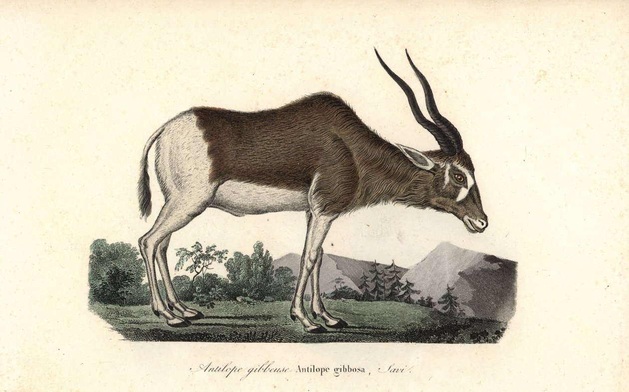 Addax-antilooppi, Addax nasomaculatus. Kriittisesti uhanalainen. Käsin värjätty kuparipiirros Rene Primevere Lessonin teoksesta Complements de Buffon, Pourrat Freres, Pariisi. tekijältä Unbekannter Künstler