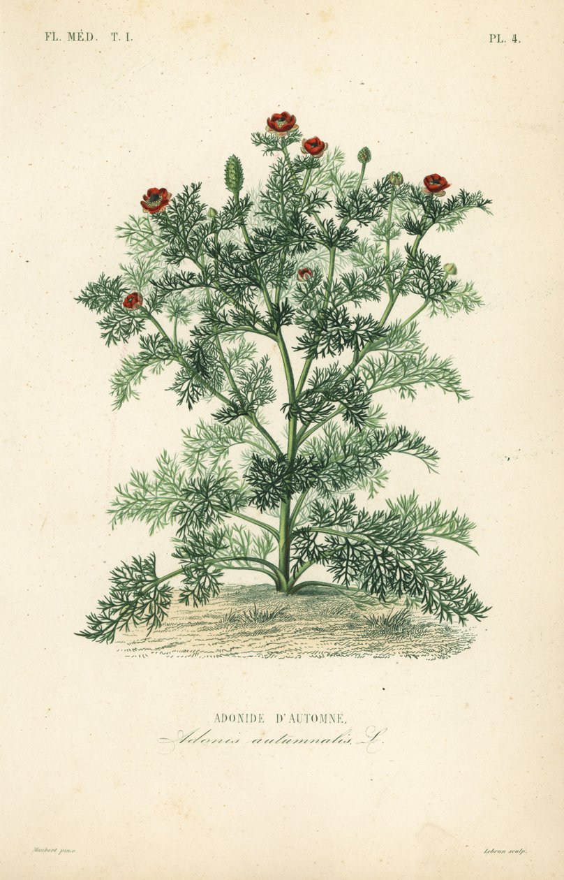 Adonis kukka tai fasaaninsilmä, Adonis yksivuotinen, Adonis autumnalis, Adonis d