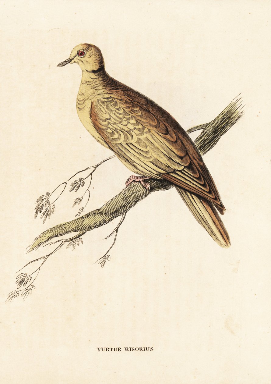 Afrikkalainen kaulustyttö (rengastettu), Streptopelia roseogrisea risoria (Turtur risorius). Käsinväritetty teräskaiverrus Edward Learin mukaan Georg Friedrich Treitschken luonnonhistoriallisesta galleriasta, Naturhistorischer Bildersaal des Thierreiches,  tekijältä Unbekannter Künstler