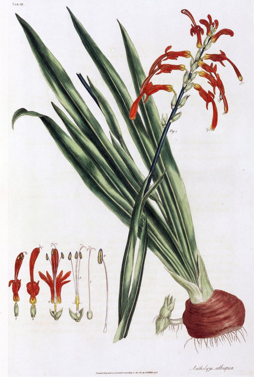 Afrikkalainen maissililja (African Corn Lily tai Antholyza aethiopica) tekijältä Unbekannt